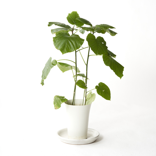 ウンベラータ 札幌グリーンサービス